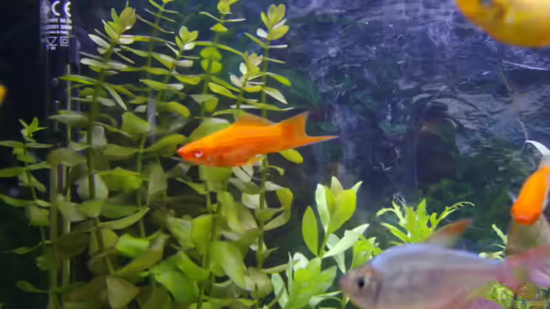 Auf ein laaaanges Schwert von Cia (18)