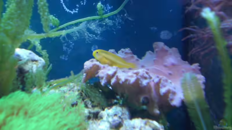 Auf einer Sinularia Dura von Maverick0815 (13)