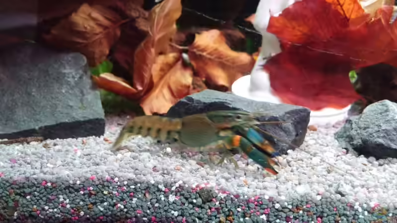 Auf Endeckungstour  von Miss Kasimir (29)