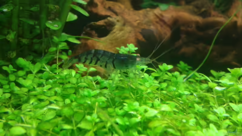 Auf englischem Rasen... von Kai M (27)