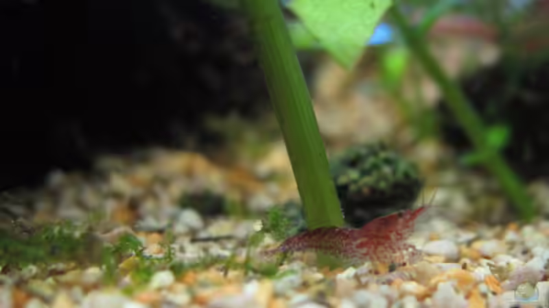 Auf Erkundungstour von Aquilegia (17)