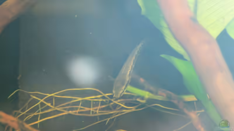 auf Erkundungstour von Snakehead (23)