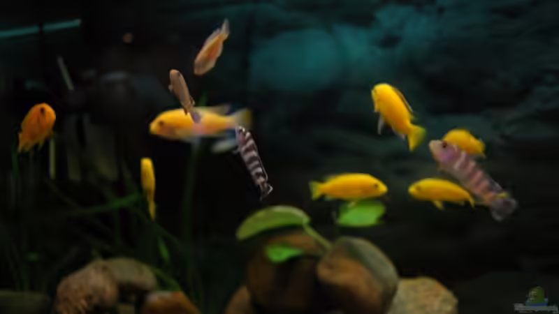 Auf Futtersuche von Christopher Lührs (16)