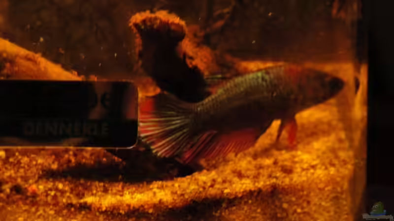 auf Futtersuche von Laura (27)