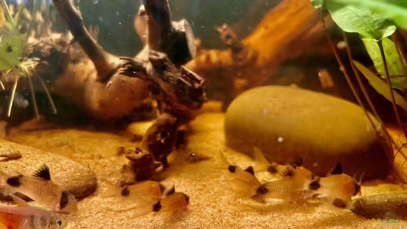 Auf Futtersuche von Thilo (24)