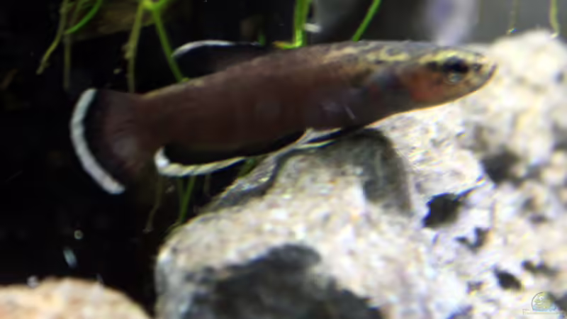 auf Lauer von Falk (16)