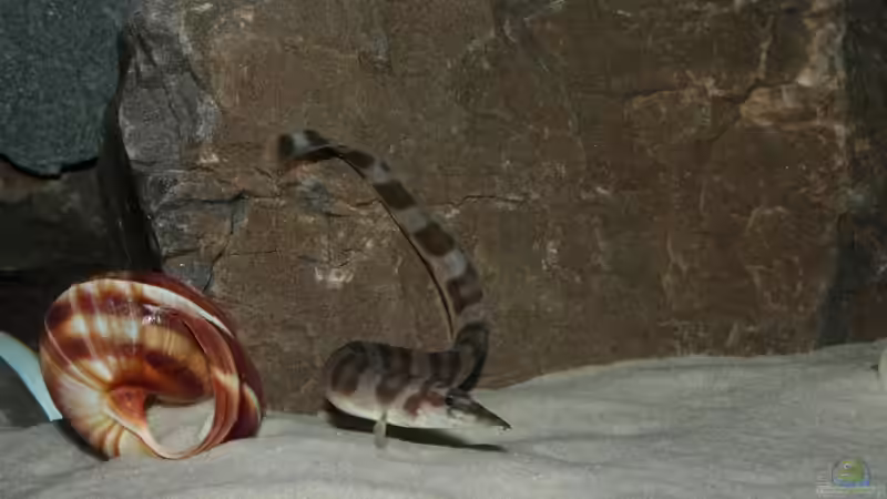 Auf Nahrungssuche von Koehler (58)