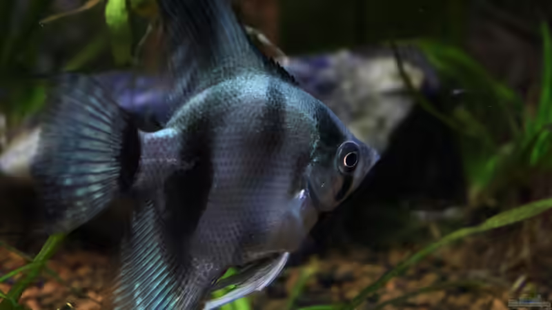 auf Streife... von Falk (45)