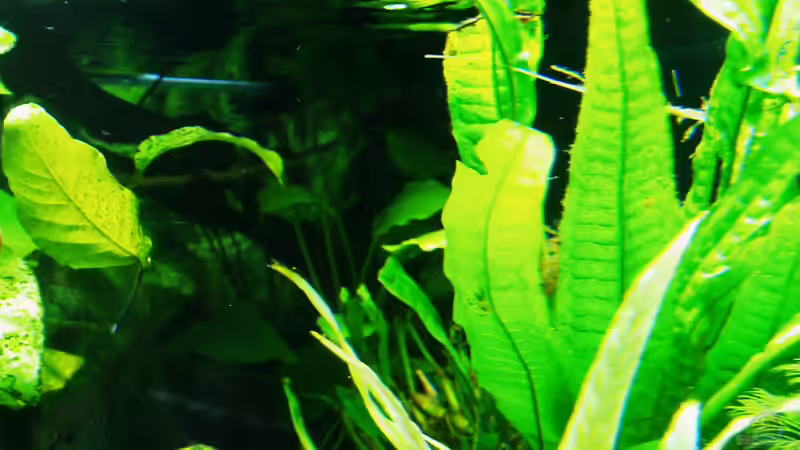 Auf Sumatrafarn (war am stärksten  befallen) keine Blaualgen mehr sichtbar 21.07.2018 von Reiner Dr. Med. Jesse (32)