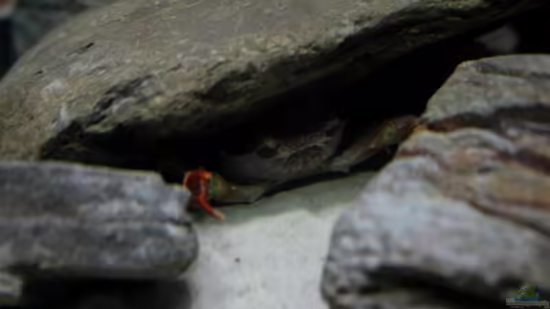 Auf Wohnungssuche von Koehler (31)