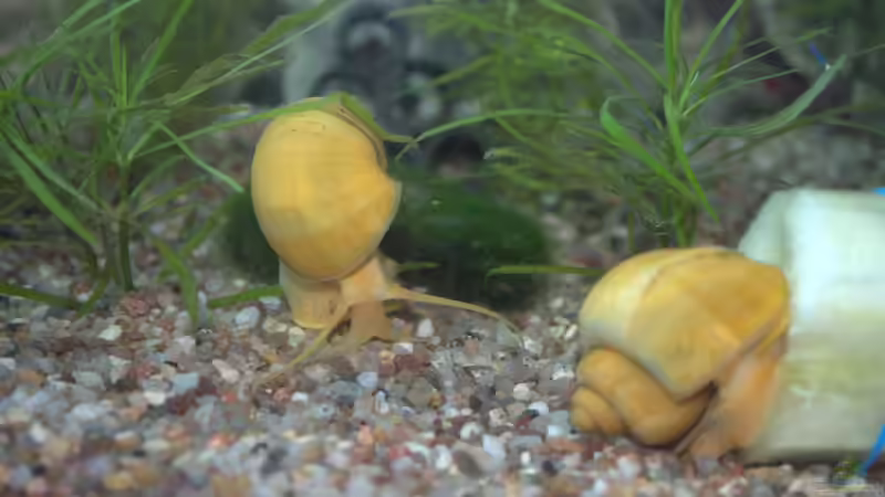 auf zum Mittagessen - bevor es weg ist von SteB-Studio (11)