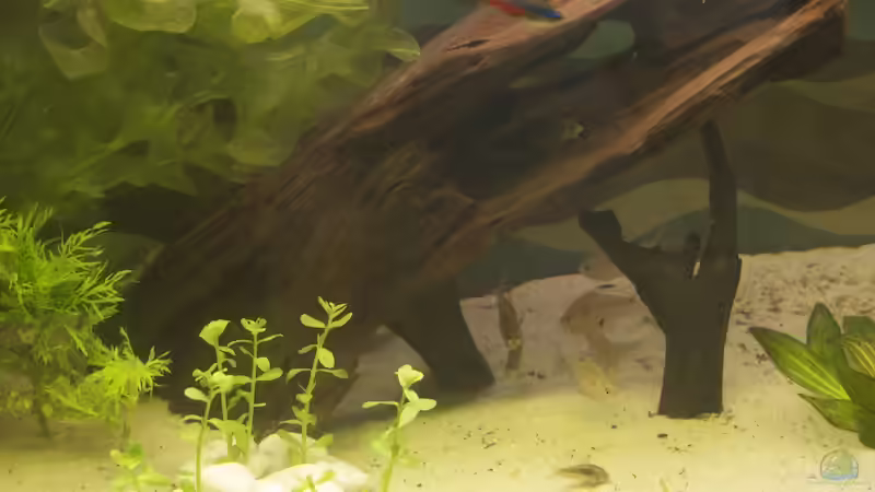 Aufbau der Wurzel von Nadinsche (11)