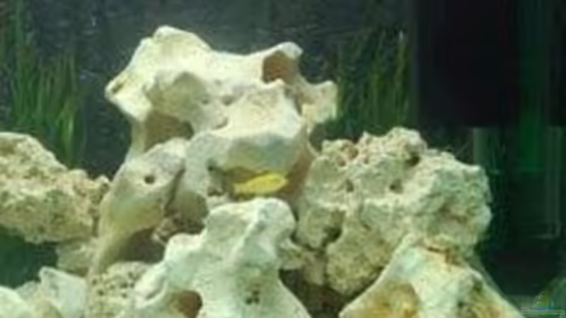 Aufbau rechts von Nikolai Straub-Hansen (5)