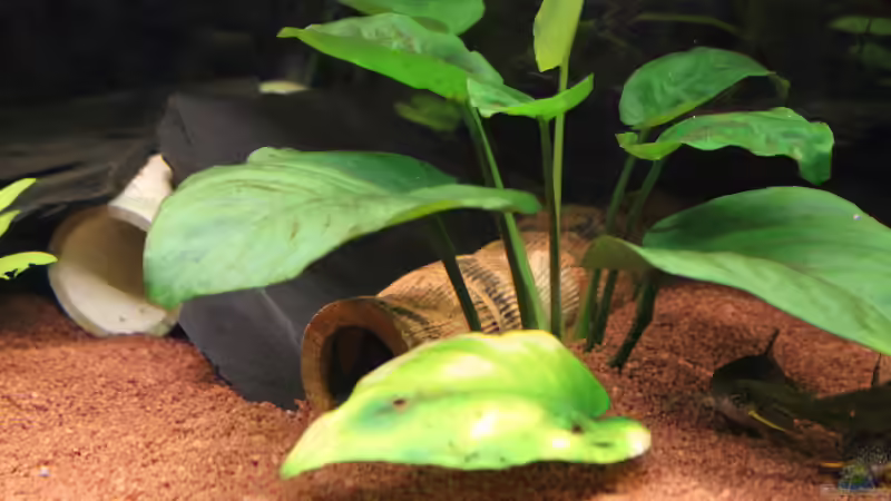 Aufbauten mitte von JessiKa265 (6)