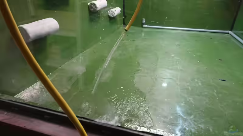 Auffüllen von kellerkind (41)