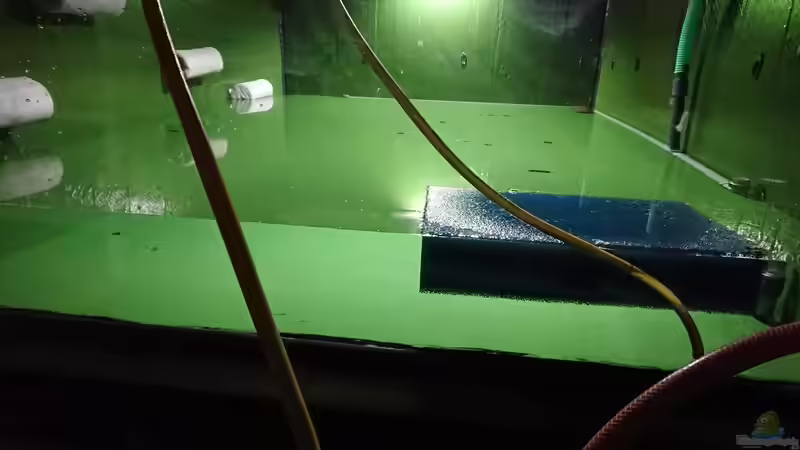 Auffüllen von kellerkind (44)