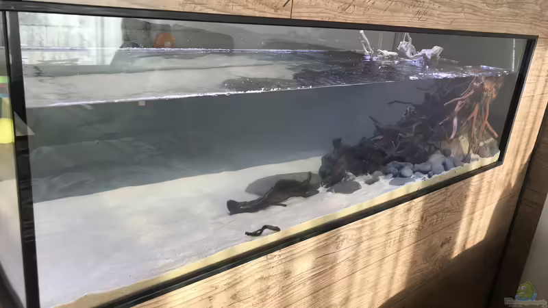 Auffüllung von BlueWave (13)