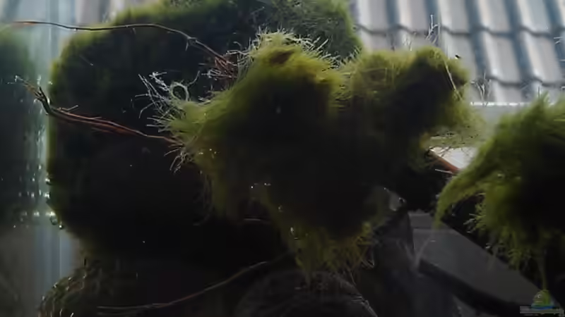 aufgebundene Stücke des Moosball von TinaMarie (12)