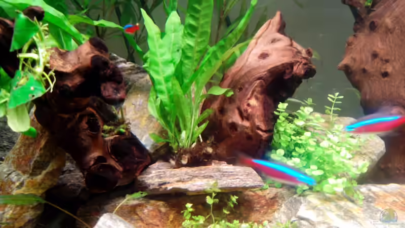 Aufgebundener Javafarn von Neulinger (9)