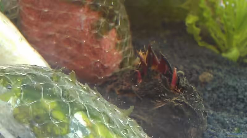 Aufgebundener Süßwassertang und Lotusknolle von TinaMarie (13)