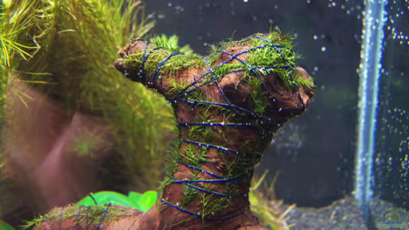 Aufgebundenes Moos (1. Tag) von Tamura (3)