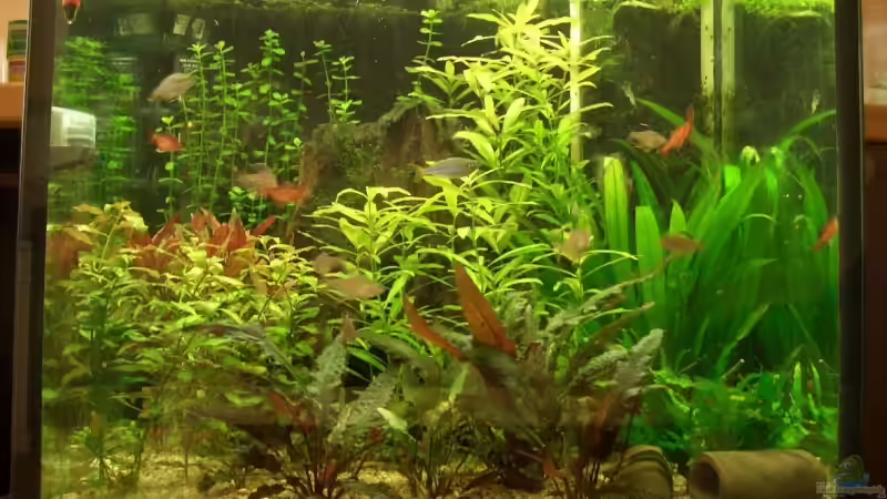 Aufgenommen November 2006 von Herbert Aust (1)