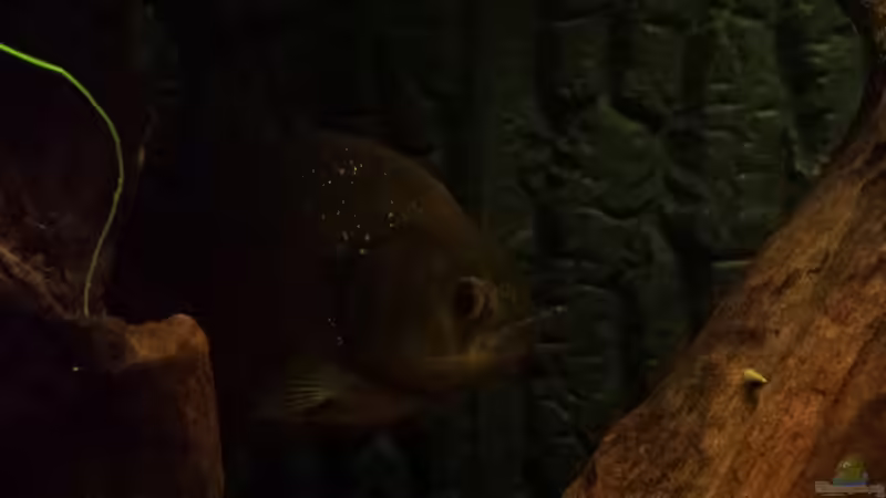 aufmerksam von NRW (28)