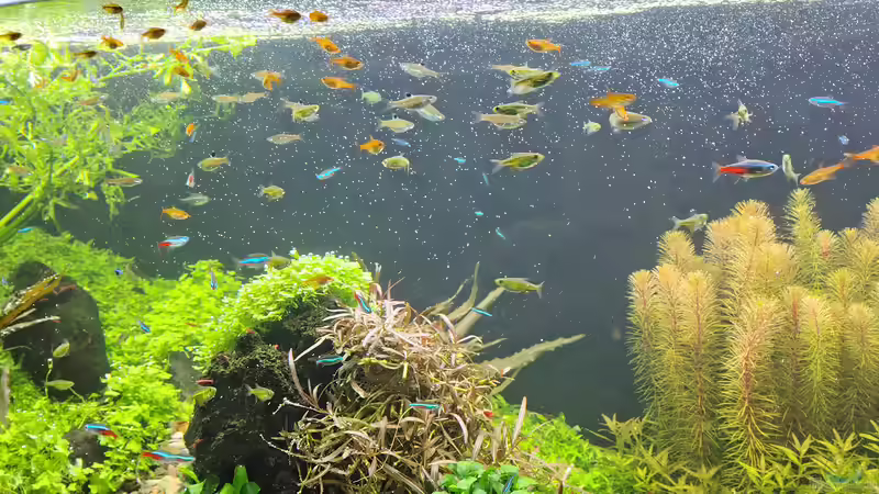 Aufnahme direkt nach der Fütterung am 21.12.2025 von C-NA (51)