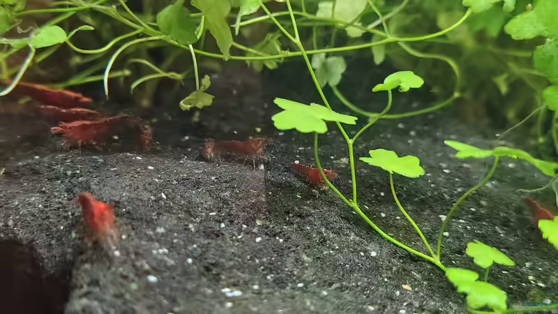 Aufnahme direkt nach der Fütterung am 21.12.2025 von C-NA (52)