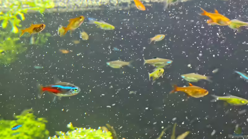 Aufnahme direkt nach der Fütterung am 21.12.2025 von C-NA (53)