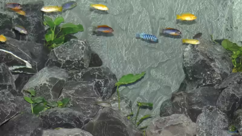 Aufnahme mit Blitz von BastiB (71)