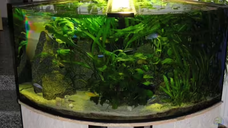 Aufnahme nach 14 Monaten (2Wochen vor dem Foto wurden 2 10l-Kübel Pflanzen entfernt!)