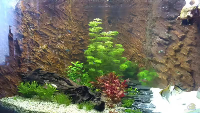 Aufnahme vom 21.1. Die Pflanzen im Vordergrund links noch ein bisschen umgesetzt, von Sanyarhu (6)