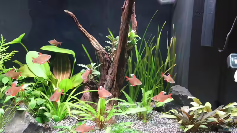 Aufnahme vom 3.8.2021 von ernst11 (13)