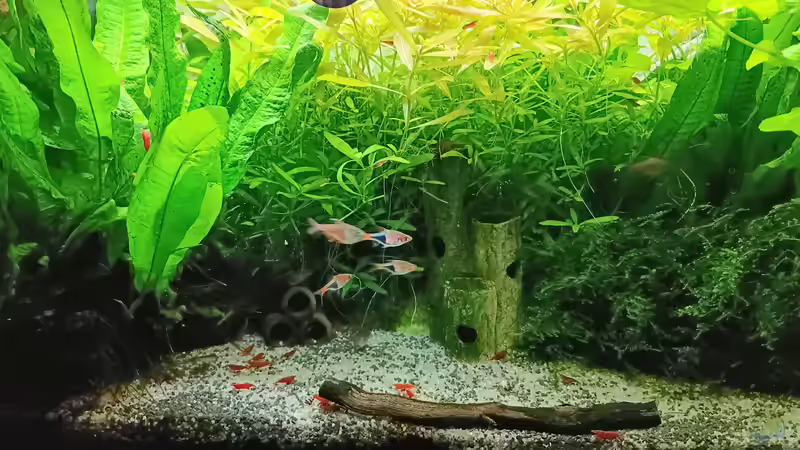 Aufnahme von 02.02.2024 vor dem eingriff.....  von odin 68 (21)