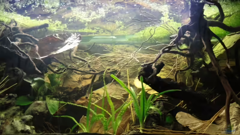 Aufnahme von unten auf die Wasseroberfläche ! von Florian Bandhauer (21)