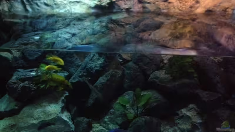 Aufregung beim Wasserwechsel  von der Steirer (19)