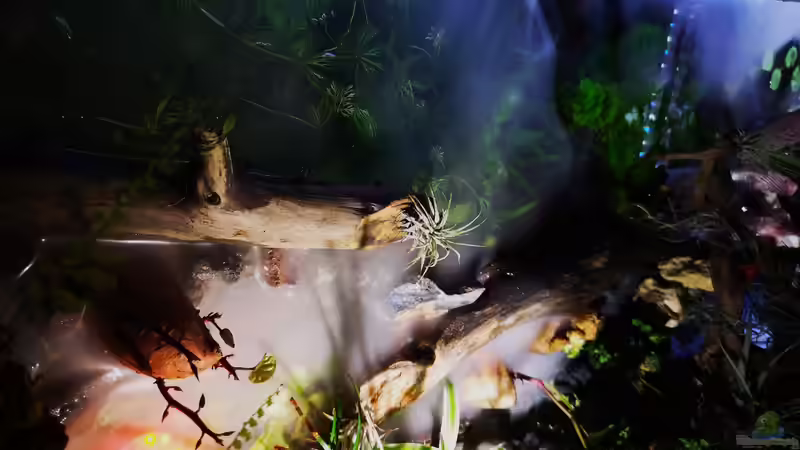 aufsicht auf die Wasserpflanzen von Alexander Deepocean (15)