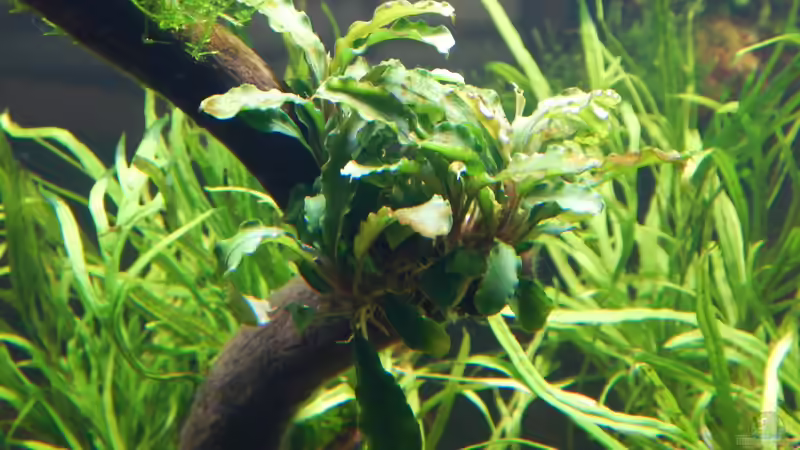 Aufsitzer sind alle mit Kabelbindern befestigt, mit Schnur bin ich fast verrückt von Merotheq (33)