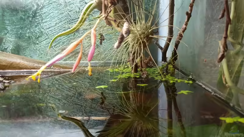 Aufsitzerpflanze blüht von wid (13)