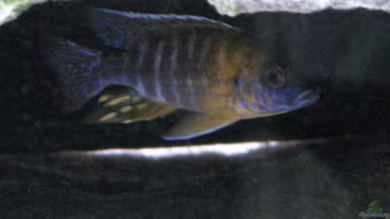 Aufstehen von Armin Lange (4)