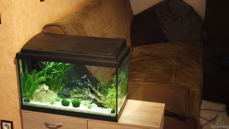 Aufstellungsort von vorne von rapid (2)