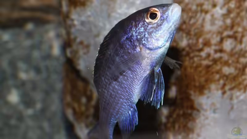 ´aufstrebende´ Mdoka von Cruiser Bruno (96)