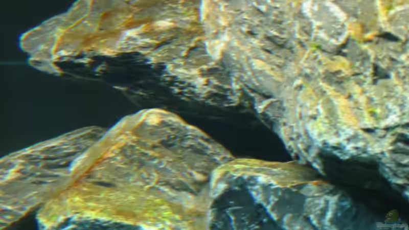 Aufwuchs 05.12.2008 von THORS10 (11)