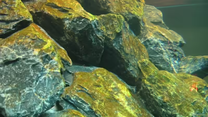 Aufwuchs 23.12.2008 von THORS10 (12)