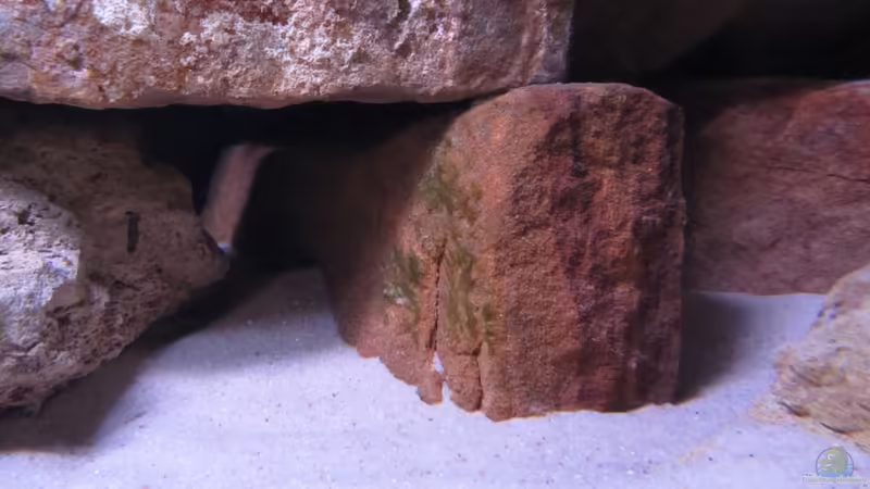 Aufwuchs von aquamika (9)