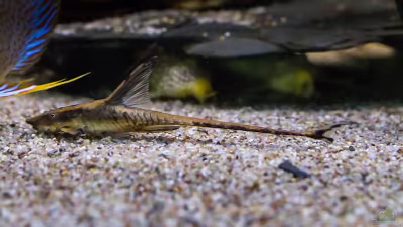 Aufwuchsfresser - Natürliche Algenkontrolle, artgerechte Ernährung und gesunde Beckenbiologie