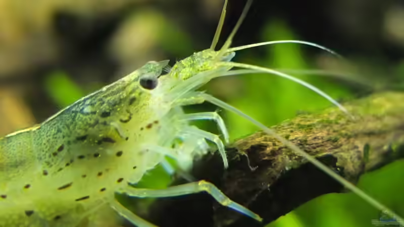 Aufwuchsfresser - Natürliche Algenkontrolle, artgerechte Ernährung und gesunde Beckenbiologie