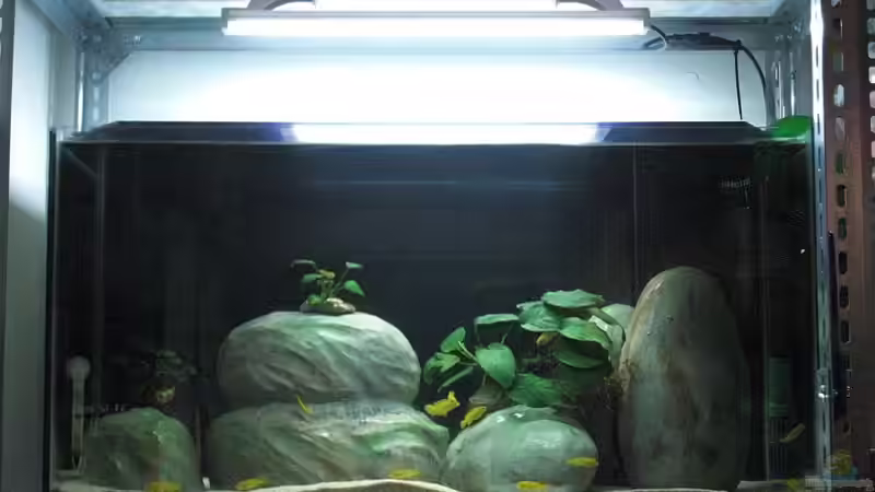 Aufzuchbecken 1 abgedunckelt von Malawi TOM (1)