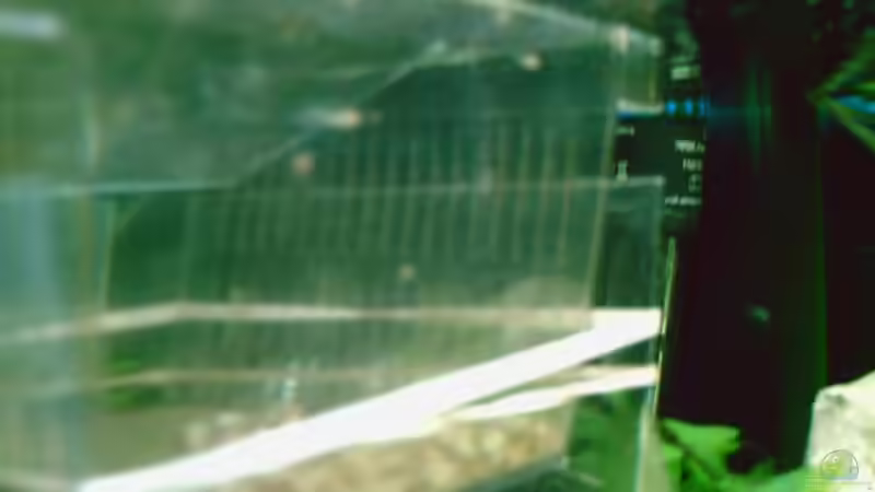 Aufzucht Jungfische von Ronald Leuschner (15)